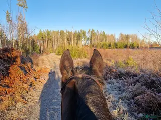 hästar Söker stabil kompis i Katrineholm - Annons 11