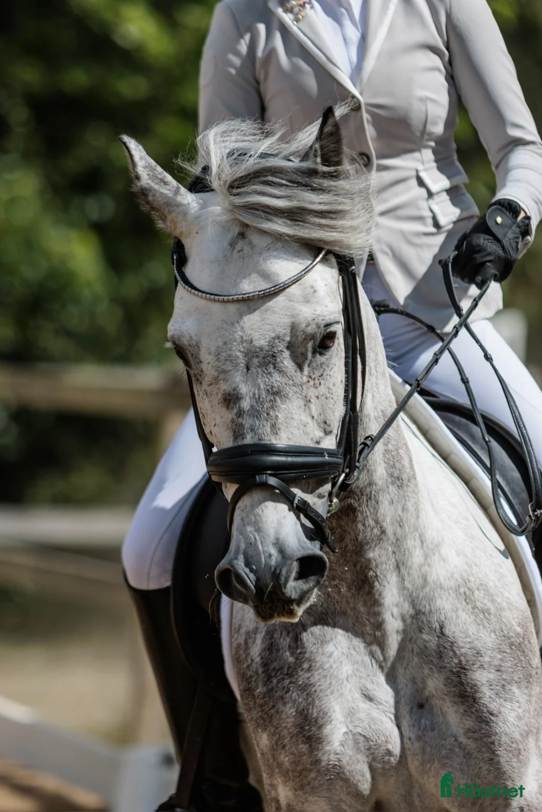 Allround hästar till salu: Valack med utstrålning🦄 - Annons 2