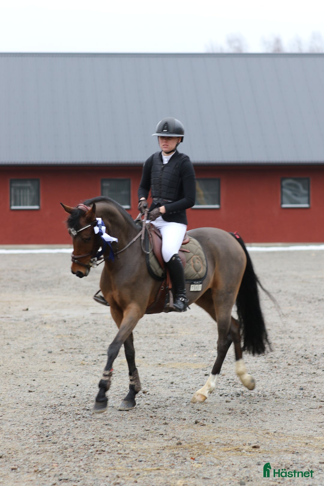 Allround hästar till salu: Kvalitets sto 8 år i Fjärås - Annons 1