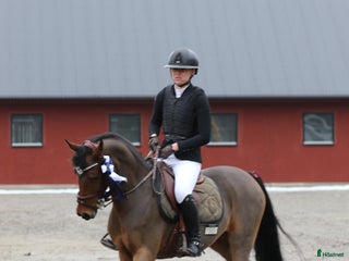 Allround hästar till salu: Kvalitets sto 8 år i Fjärås - Annons 1