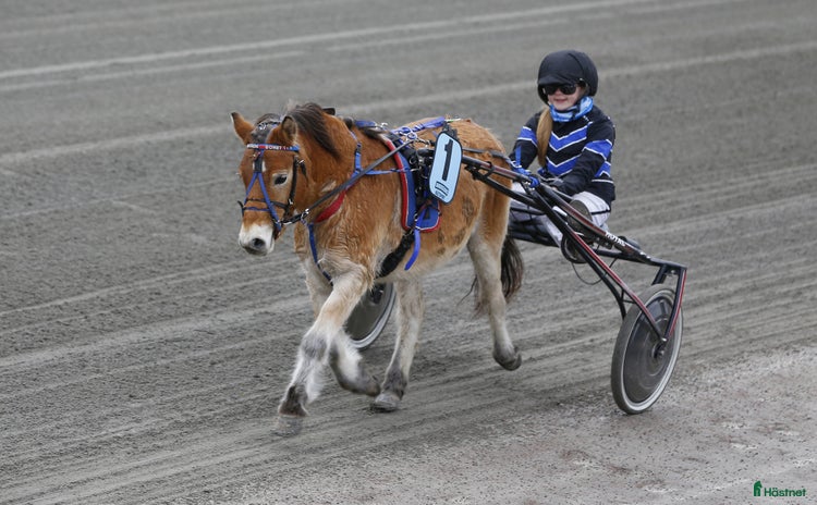  hästar i Borlänge - Annons 4