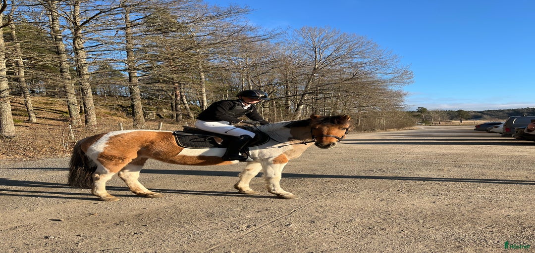 Galleribild {{count}}