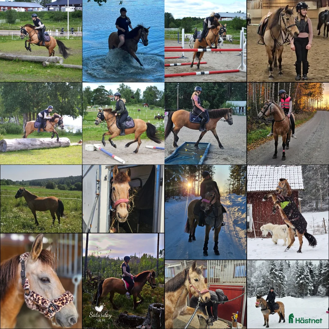 Allround hästar till salu: Fantastisk b-ponny - Annons 2