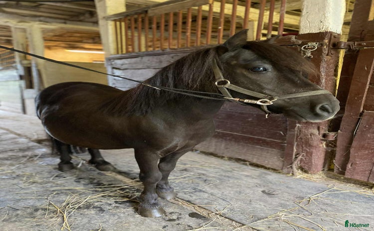  hästar i Glanshammar - Annons 9