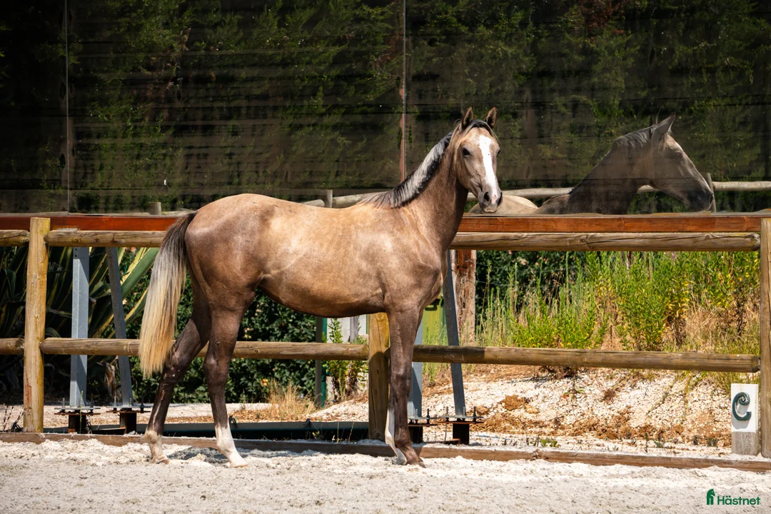 Avelshästar hästar till salu: 2-årssto lusowarmblood - Annons 7