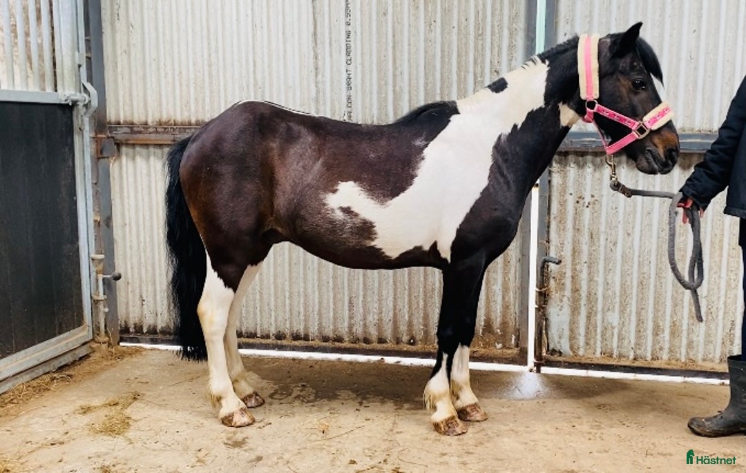 Allround hästar till salu: Selection of Irish ponies i Ljungby - Bild 24