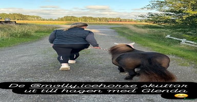  hästar i Grästorp - Annons 4