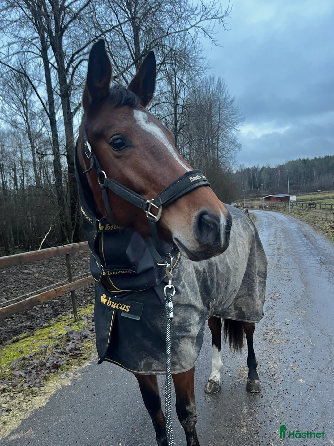 Dressyr hästar till salu: Sto med fin dressyr stam  i Forshaga - Annons 4