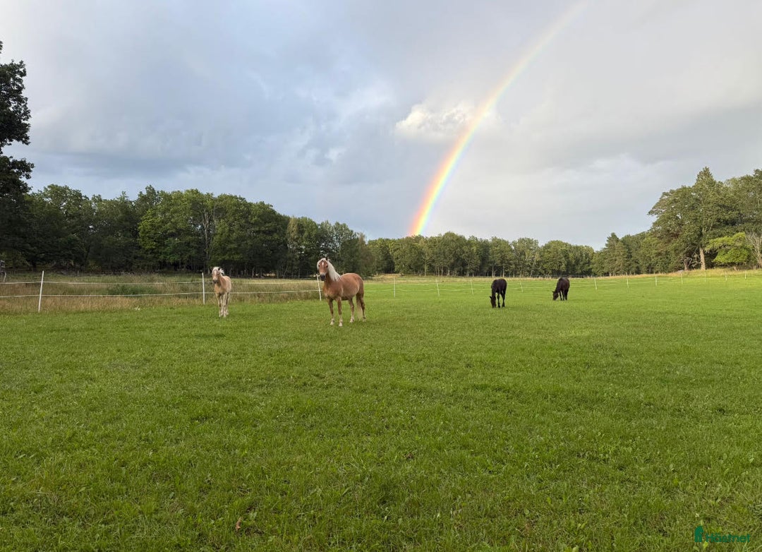 Allround hästar till salu: Haflingerföl till salu - Trolldungens Saga i Värmdö - Annons 3