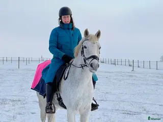 hästar Charming D-ponny i Furulund - Annons 20