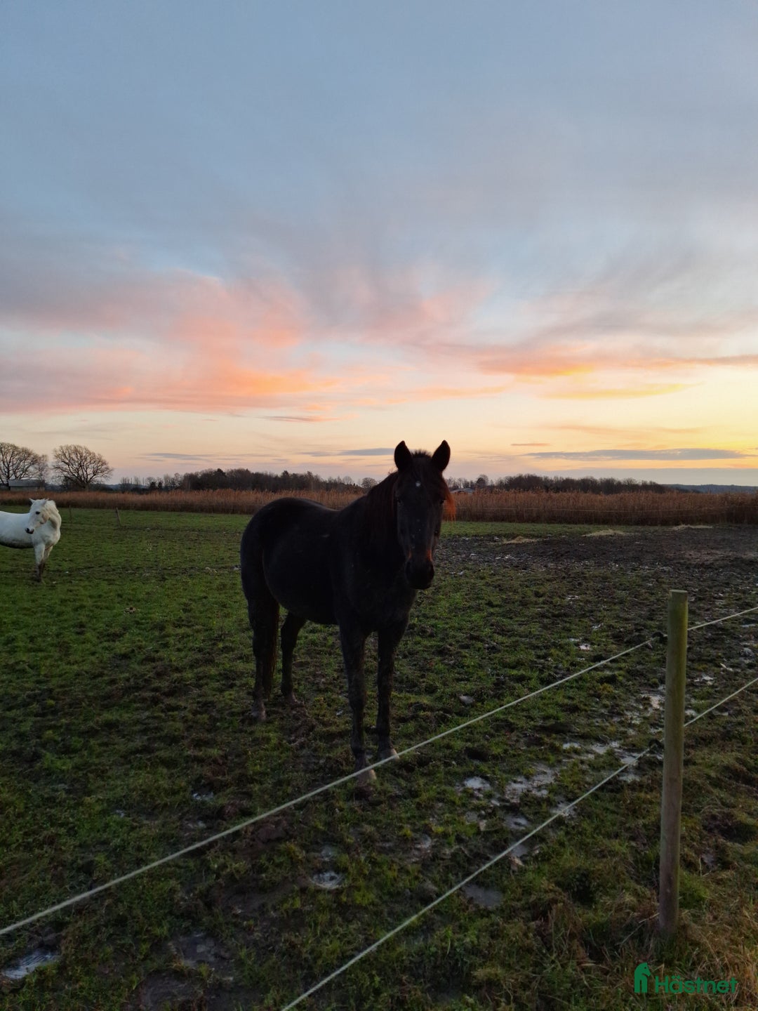 Allround hästar till salu: Ridning körning avel sällskap i Svanesund - Annons 1