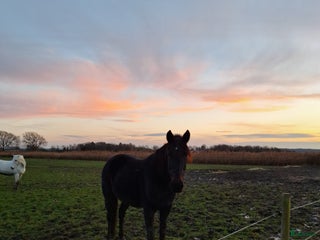 hästar Ridning körning avel sällskap i Svanesund - Annons 15