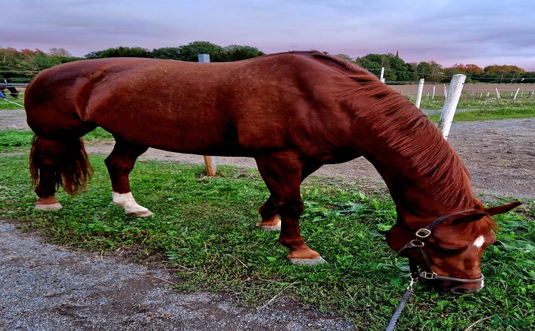  hästar i Österhaninge - Annons 1