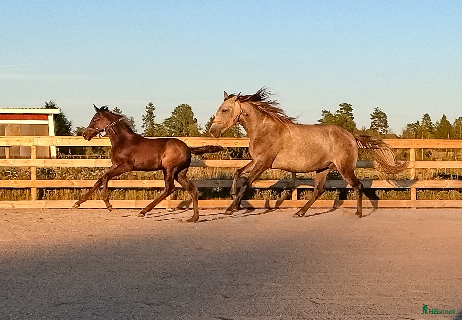  hästar Forma din pärla själv - Annons 17