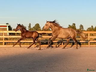 hästar Forma din pärla själv - Annons 17