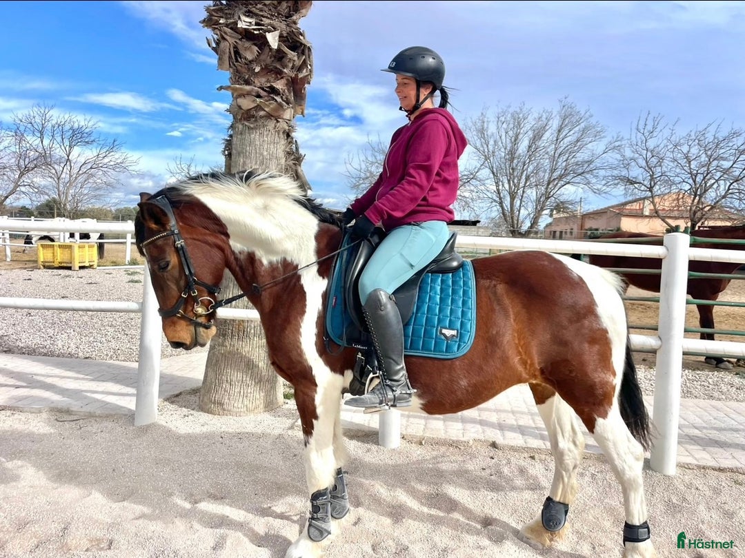 Allround hästar till salu: Mor & Dotter, Hobby, Bästa vän i Skövde - Bild 5