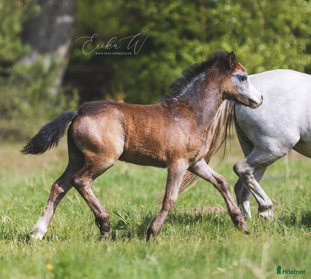 Allround hästar till salu: Charmig welsh mountain hingst i Veberöd - Annons 1