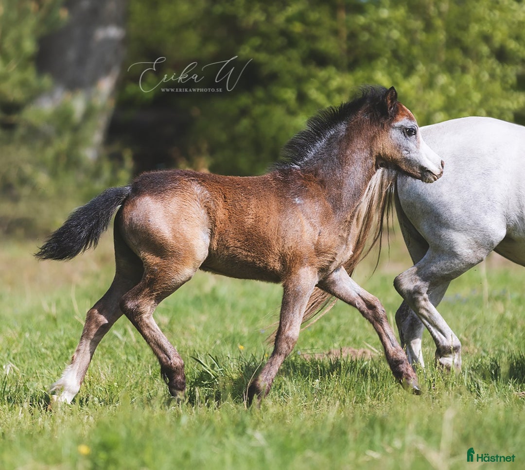Allround hästar till salu: Charmig welsh mountain hingst i Veberöd - Annons 1