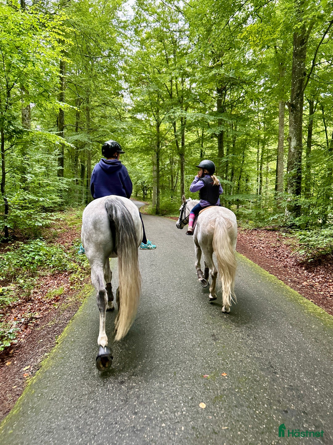 Hoppning hästar sökes: Maxad D-ponny sökes i Jämshög - Annons 1