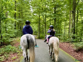 hästar Maxad D-ponny sökes i Jämshög - Annons 9
