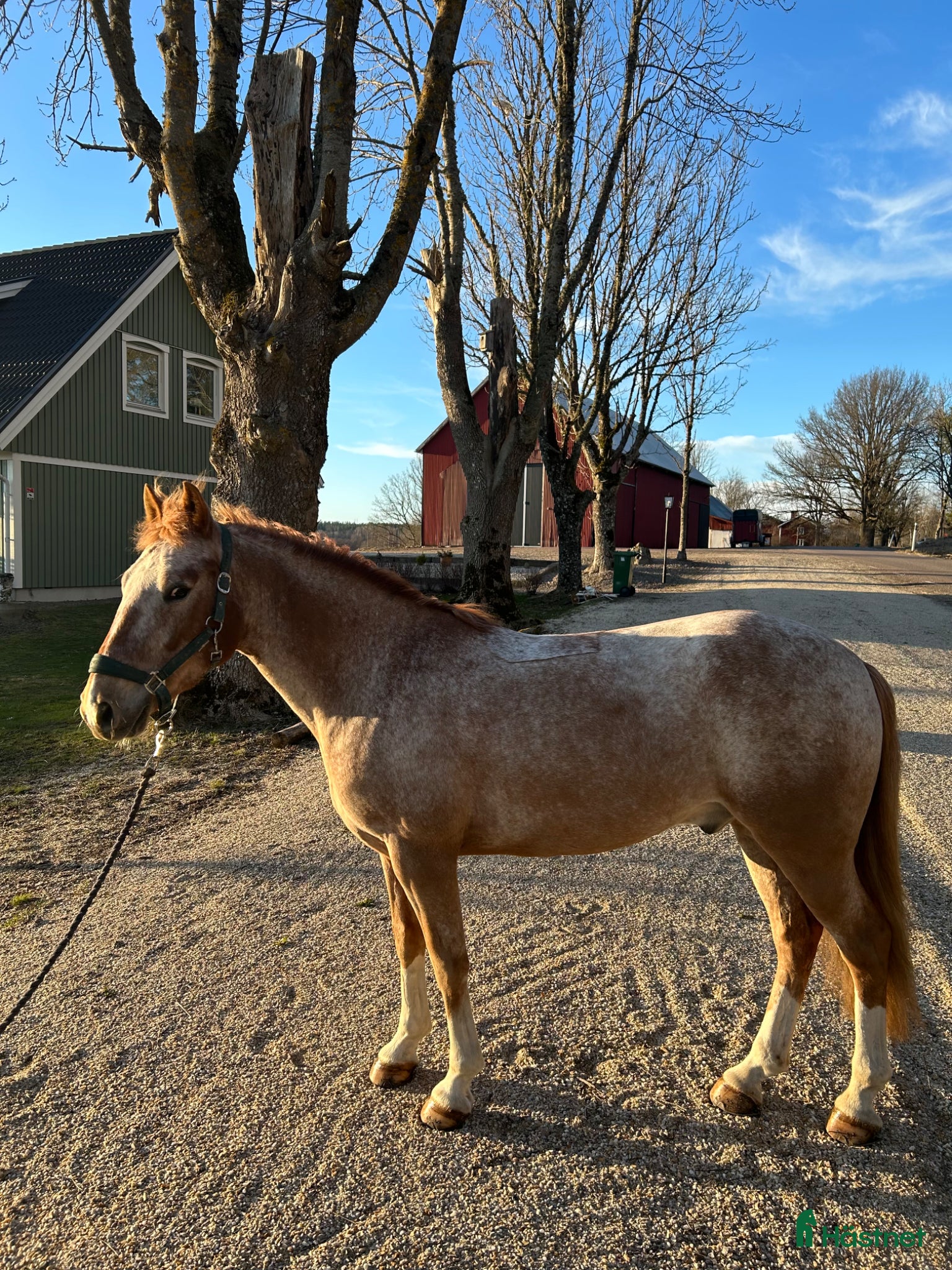  hästar Fin C-ponny till salu  - Annons 1