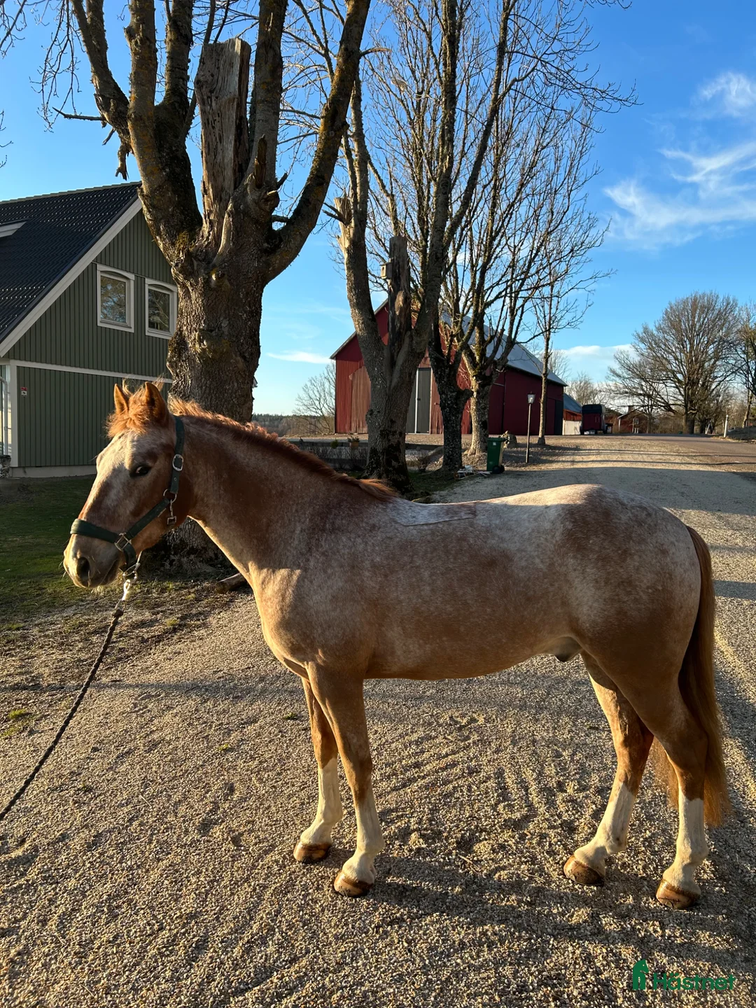 Allround hästar till salu: Fin C-ponny till salu  - Annons 1