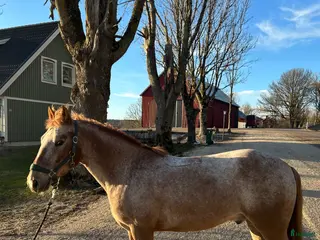 hästar Fin C-ponny till salu - Annons 1