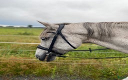 Dressyr hästar till salu: SNÄLLT PRE STO TILL SALU.  i Gärds Köpinge - Bild 10