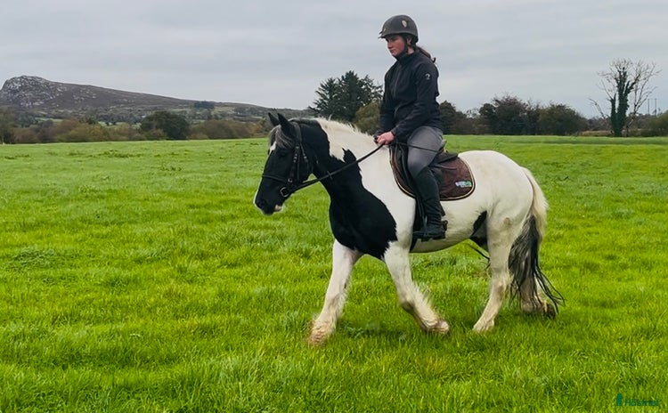  hästar i Ljungby - Annons 3