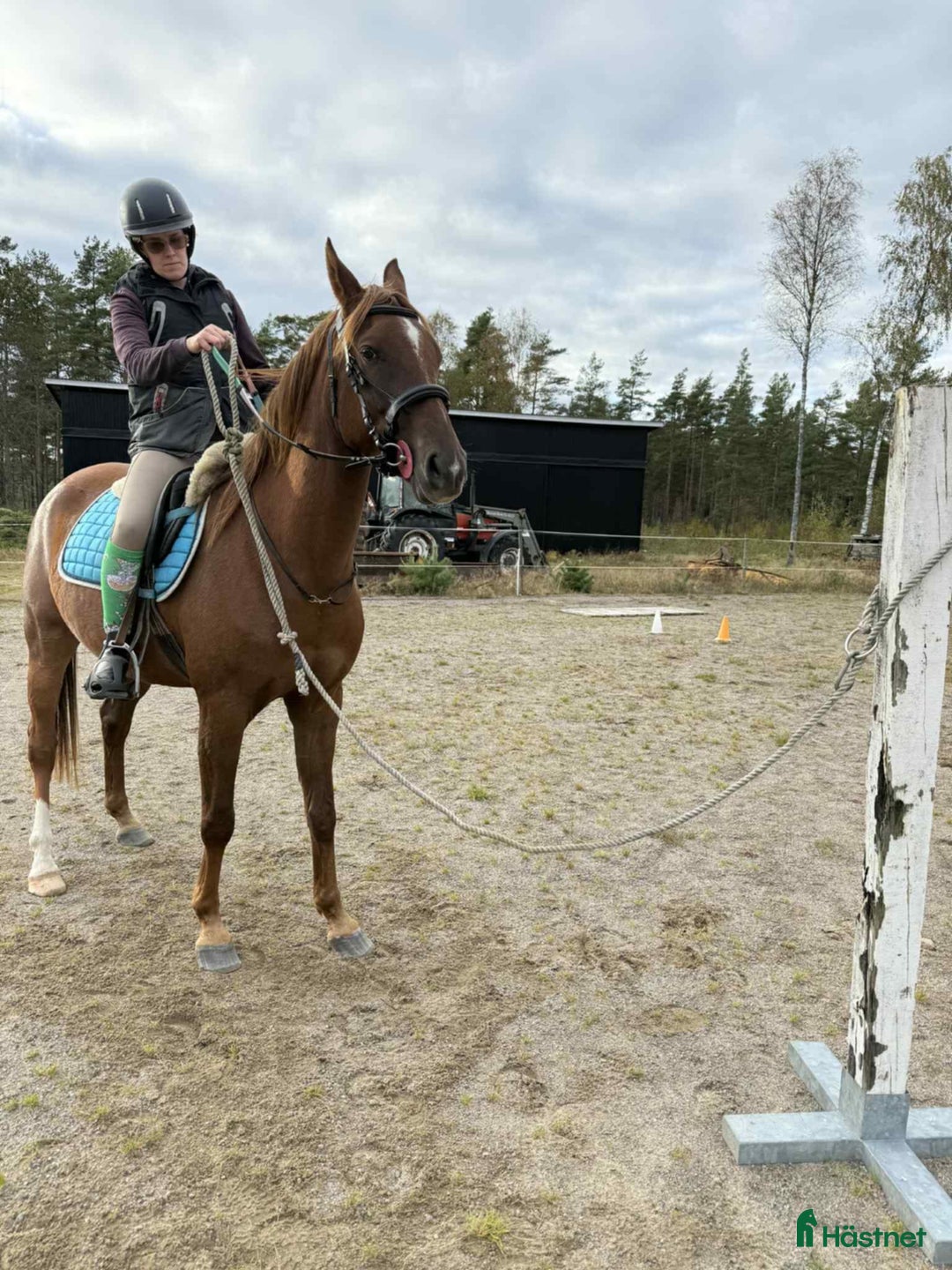 Allround hästar till salu: Angloarab  i Vislanda - Annons 9