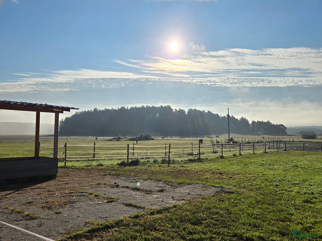  stallplats finnes: Lösdrift för sto i Grillby - Annons 3