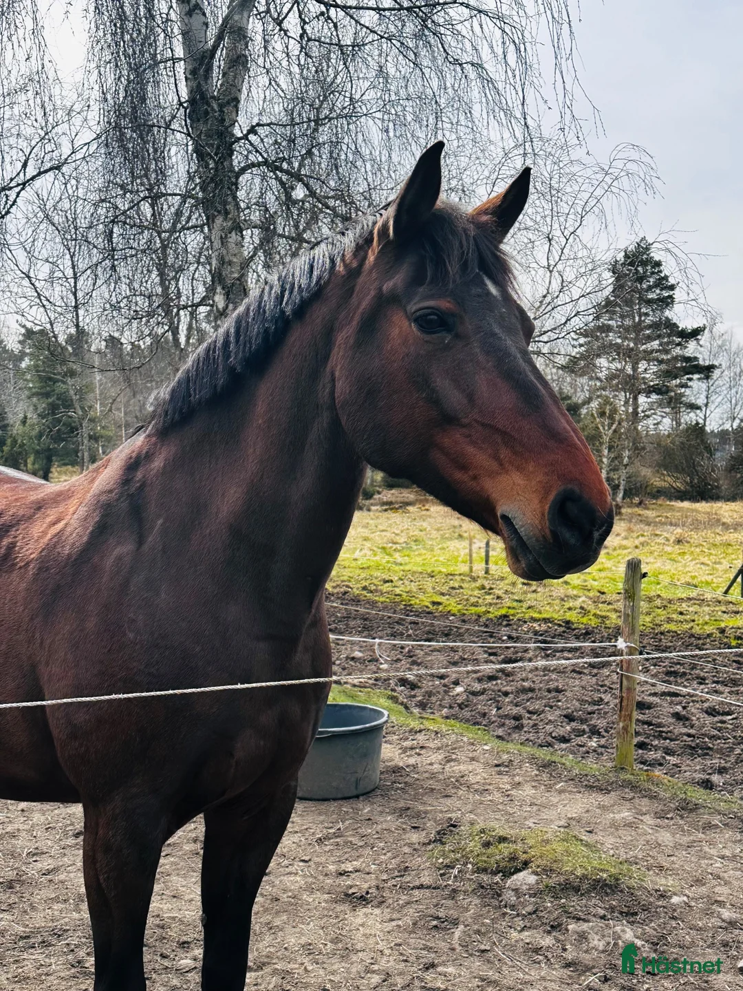 Dressyr hästar till salu: Trevligt dressyrsto i Mariestad - Annons 2