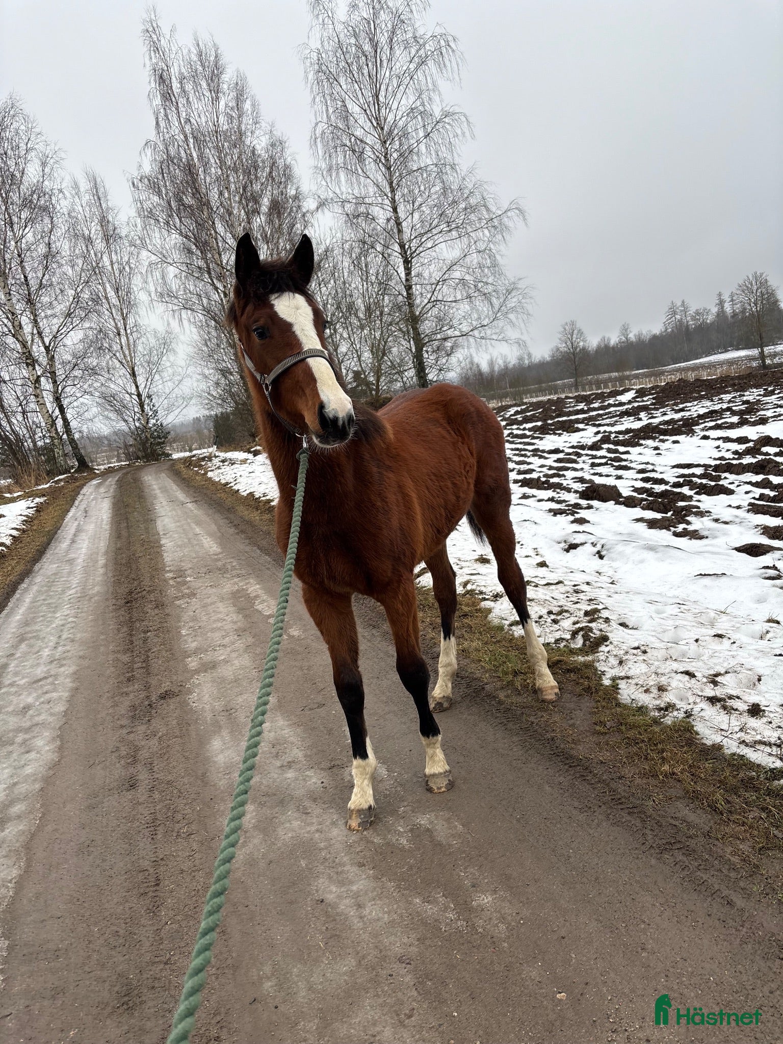  hästar Kassiopeja RB – elegant och lovande SWB-sto - Annons 2