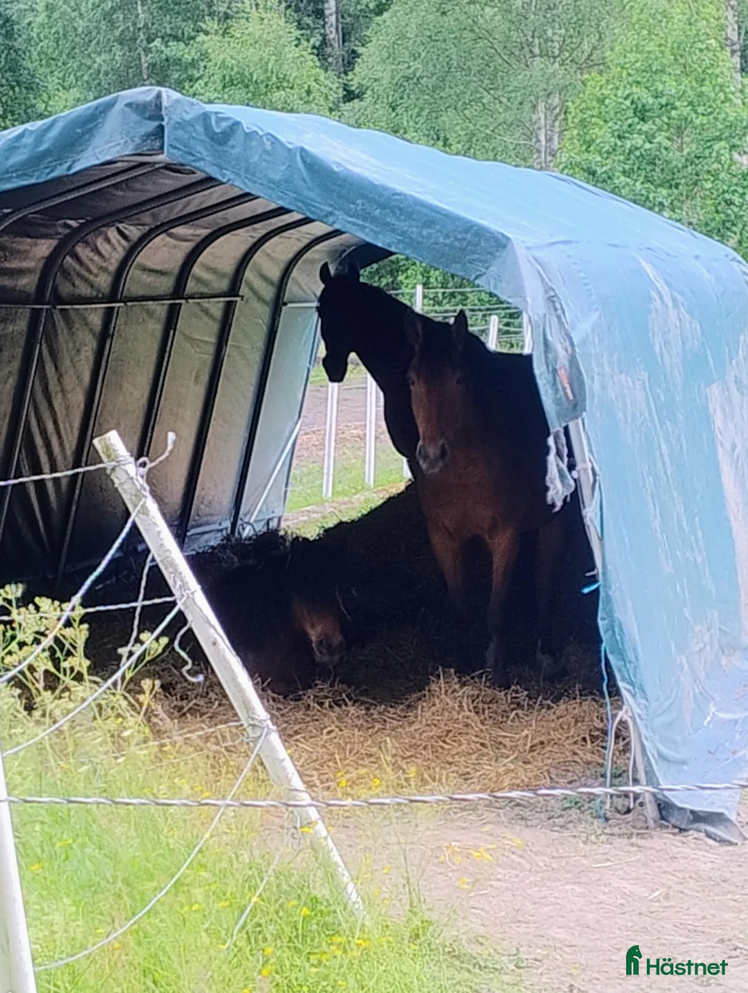 stallplats finnes: Lösdrift med tillgång till box  - Annons 2