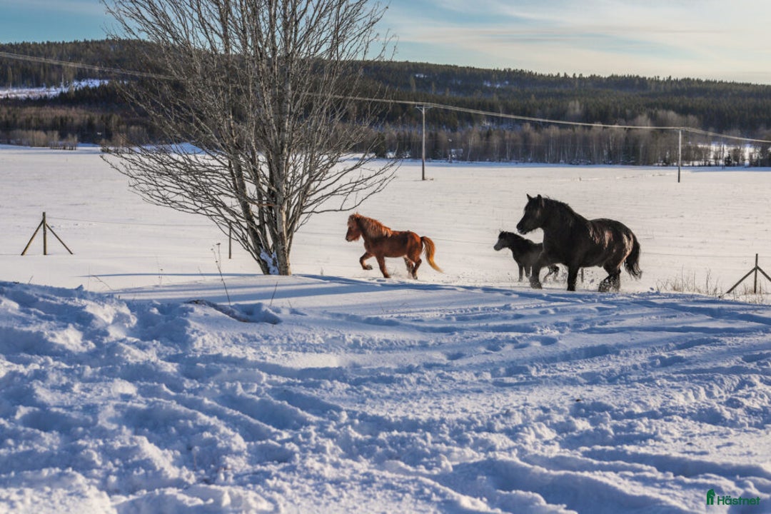 Island hästar till salu: Pigg och snäll isprins i Ullånger - Annons 4
