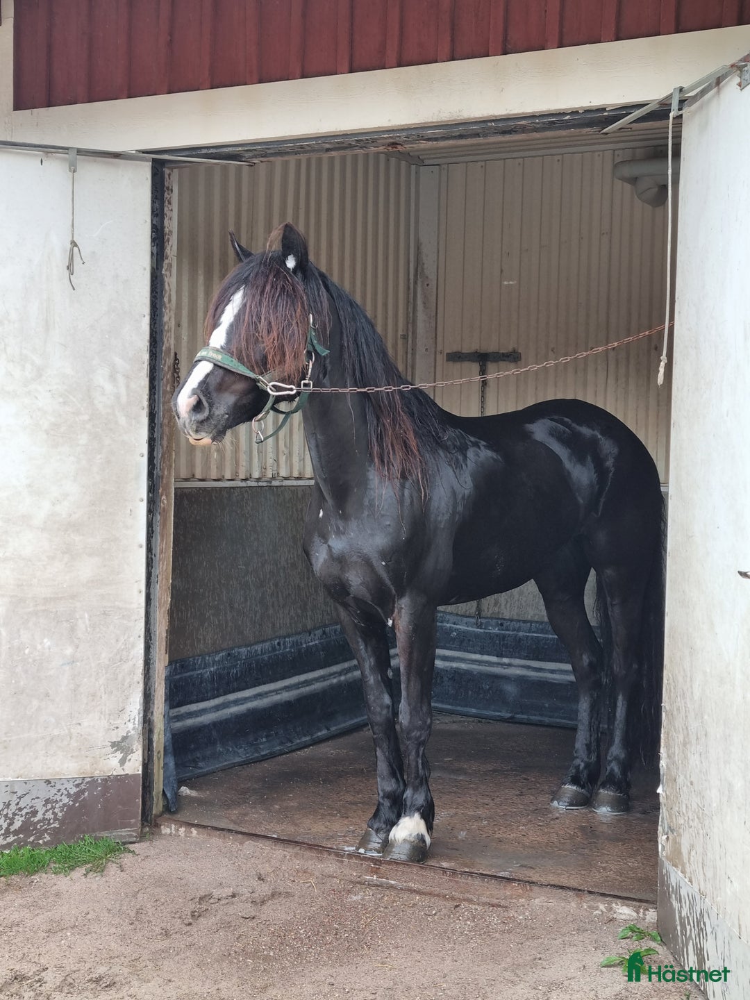 Allround hästar till salu: Sportigt Sto! Trav,rid, avel i Leksand - Annons 3