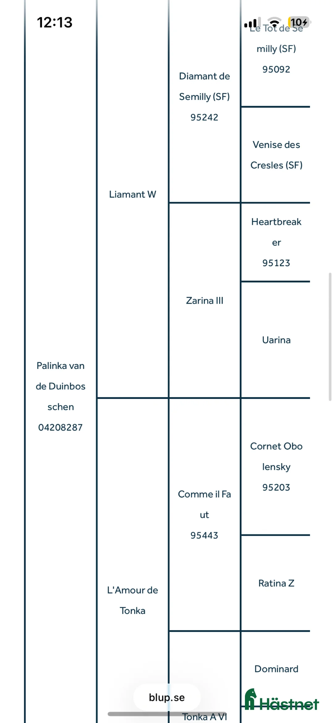 Avelshästar hästar till salu: Avelssto ur Liamant W VDL - Comme Il Faut  - Annons 2