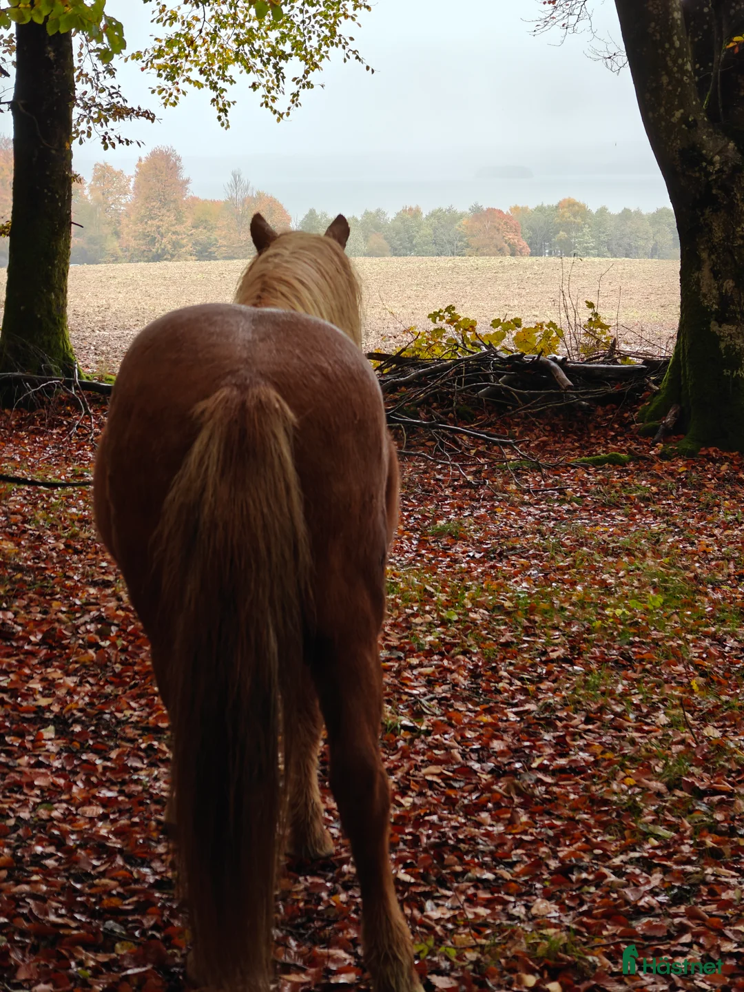 Island hästar till salu: Sällskapshäst - Annons 4