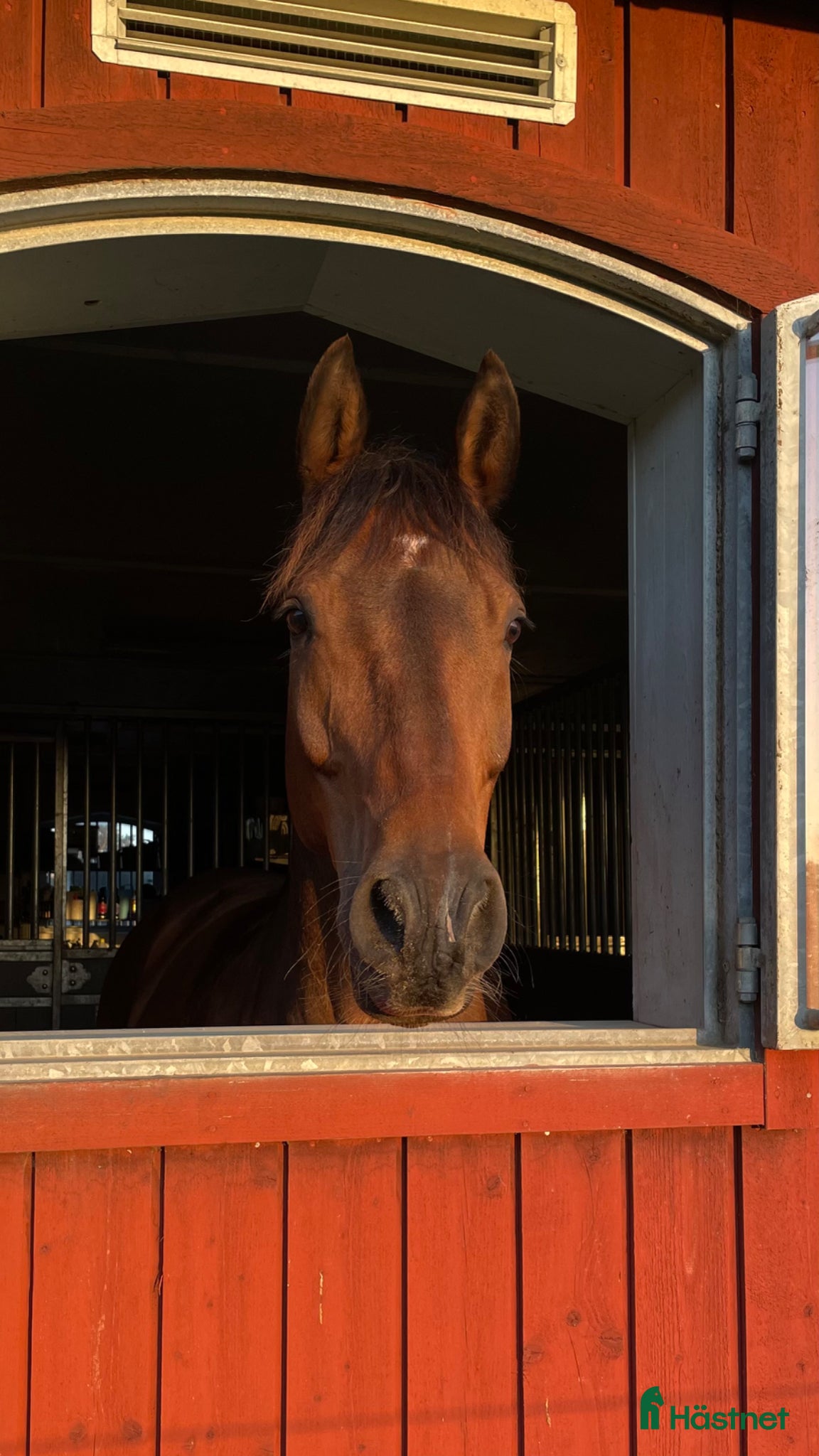  hästar Lyxig hobbyhäst med stor personlighet  - Annons 16