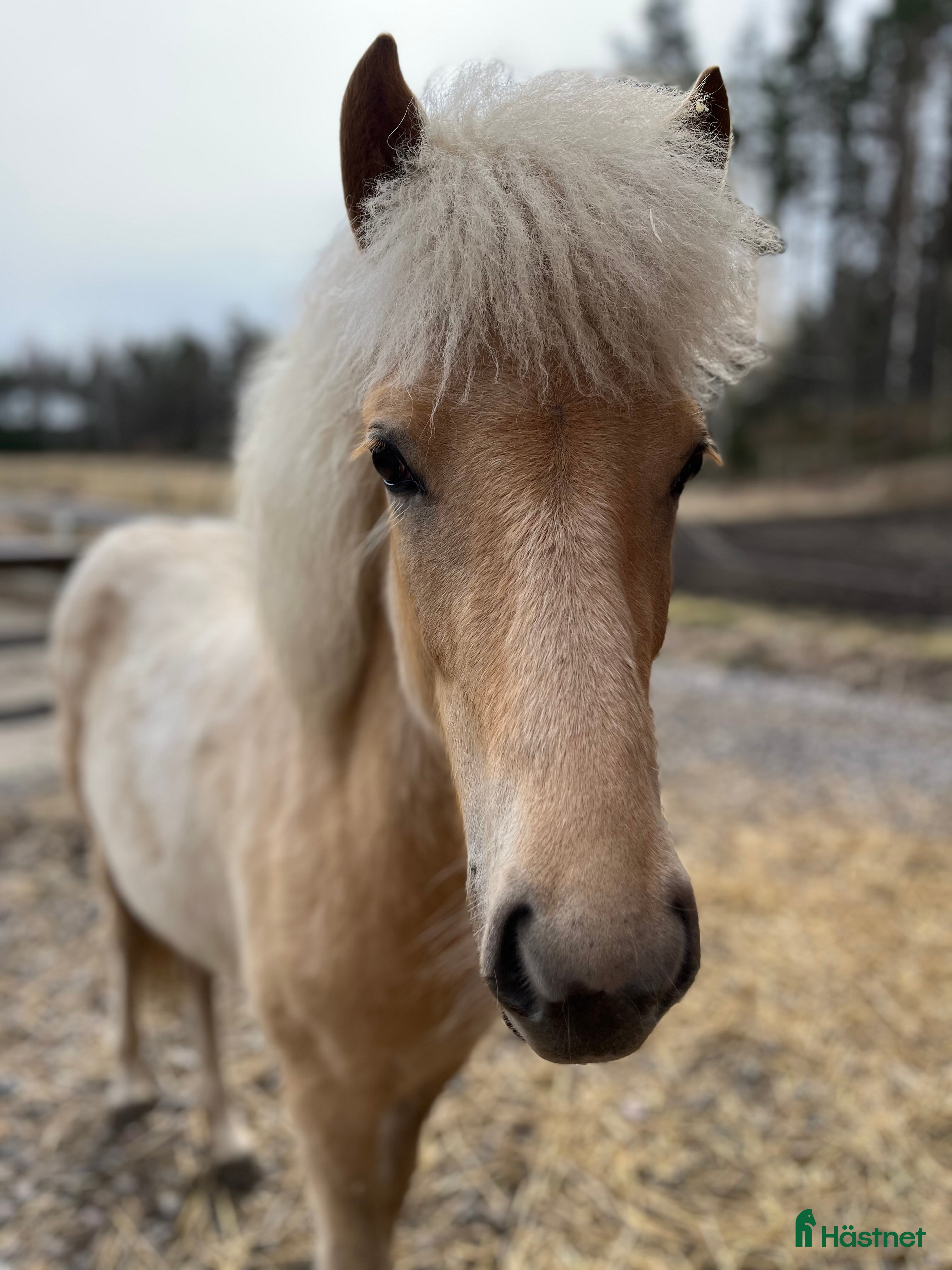  hästar Sockersöt sto i Näshulta - Annons 22