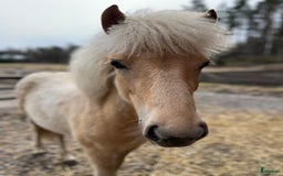 Island hästar till salu: Sockersöt sto i Näshulta - Annons 1