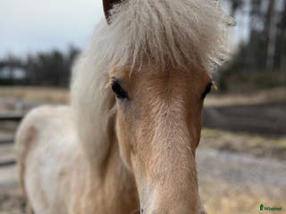 hästar Sockersöt sto i Näshulta - Annons 21