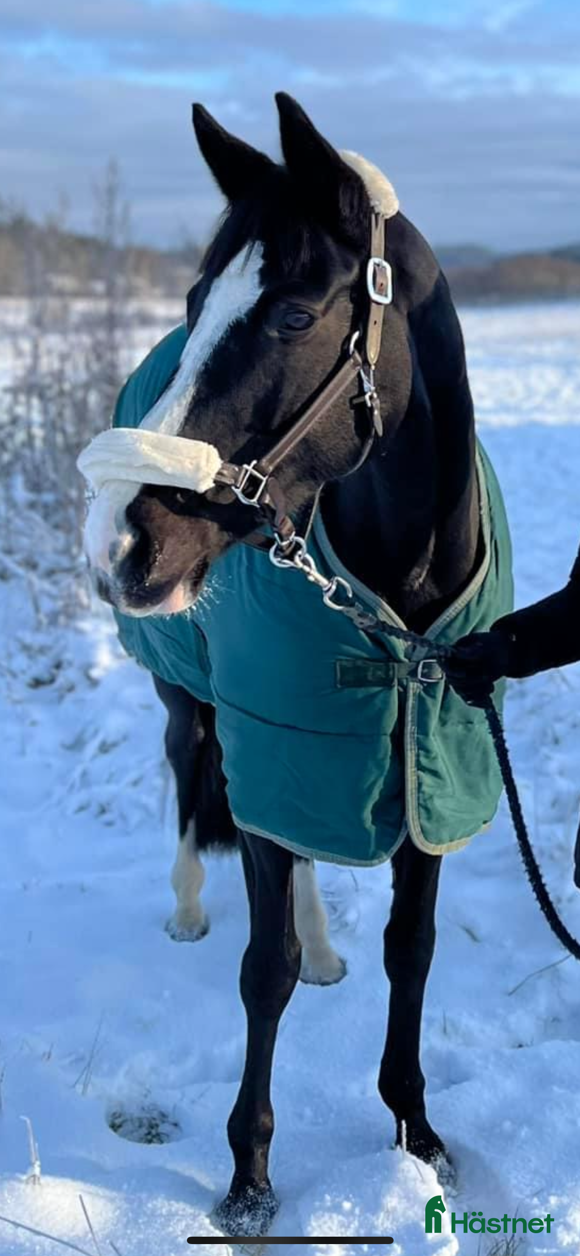  hästar Lättare ridning / projekt/ Avel - Annons 18