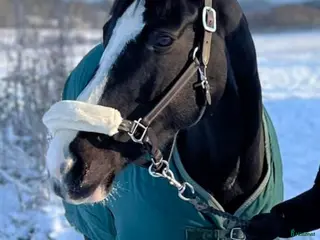 hästar Lättare ridning / projekt/ Avel - Annons 18