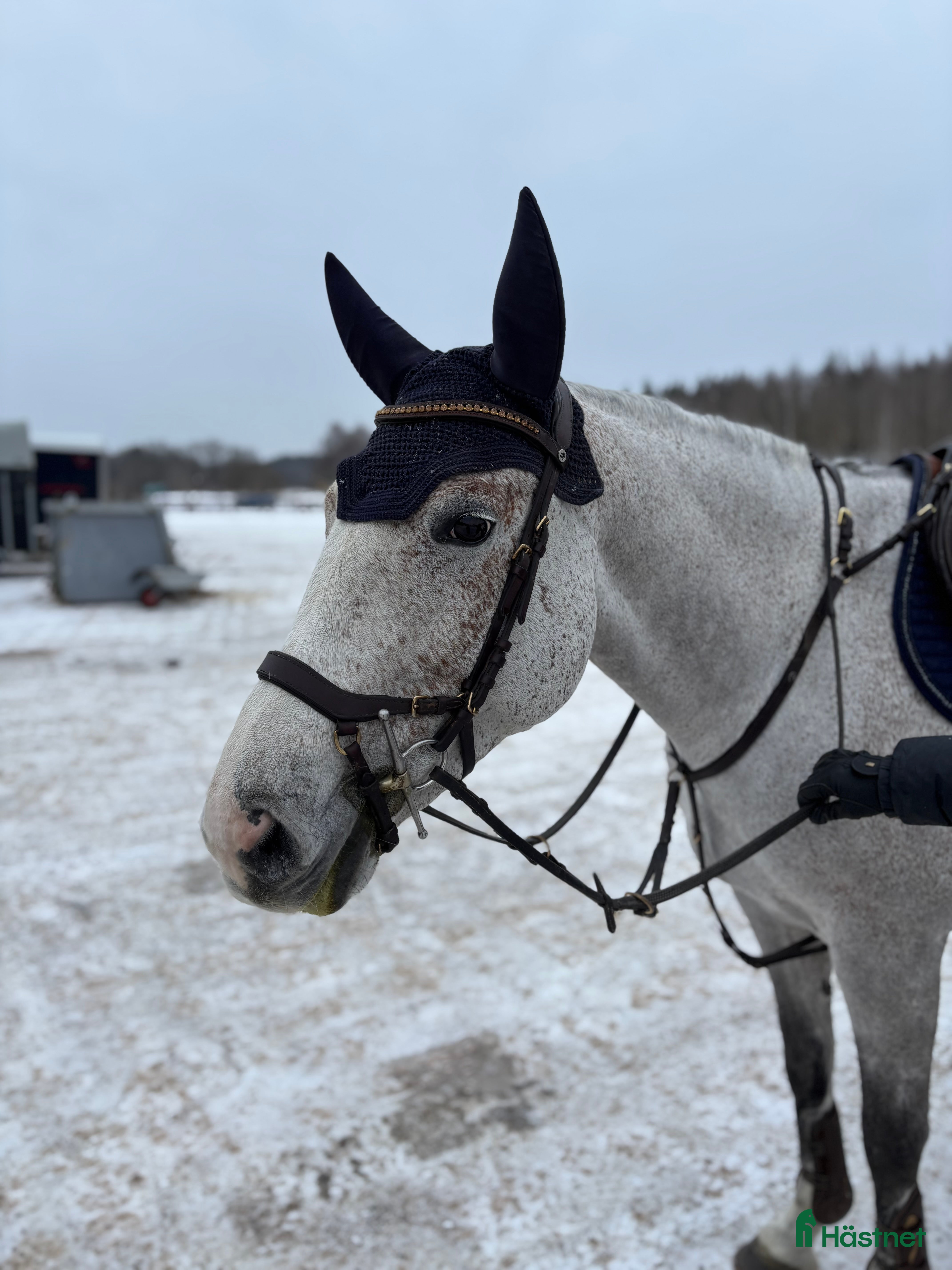  hästar Trevligt sto  i Nyköping - Annons 7