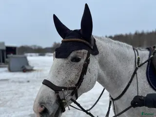 hästar Trevligt sto i Nyköping - Annons 7