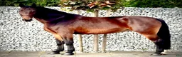 Allround hästar till salu: Hera-6-yo-Silesian Mare |168 cm| Calm&Easy to Ride - Annons 3