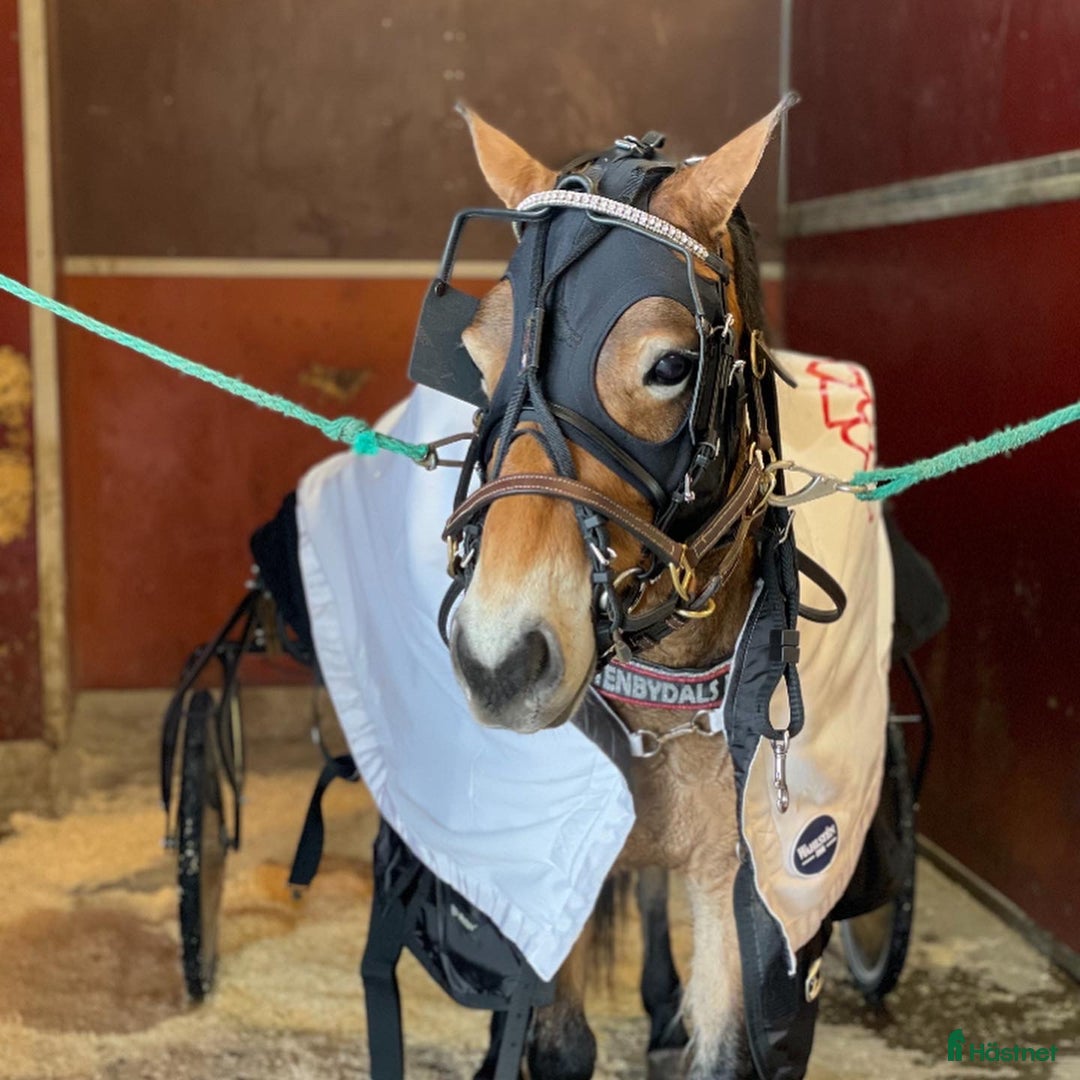 Trav hästar till salu: Ponnytravare med energi i Boden - Annons 1