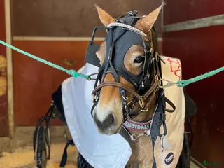 hästar Ponnytravare med energi i Boden - Annons 5