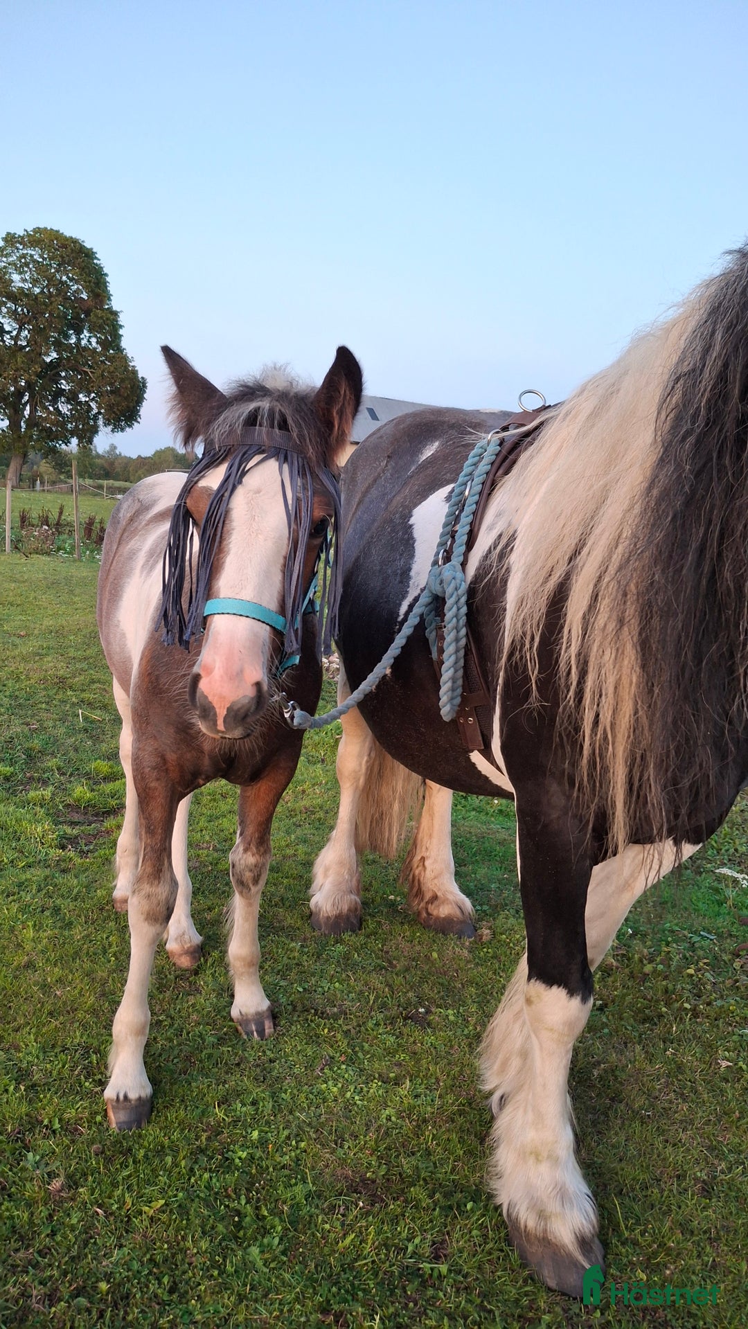 Allround hästar till salu: Tinker/Connemara i Falköping - Annons 4